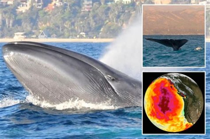 Discoveries From The Tragic Whale Incident In Hawaii