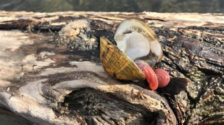 Exploring The Mysterious Demise Of Jean Harlow