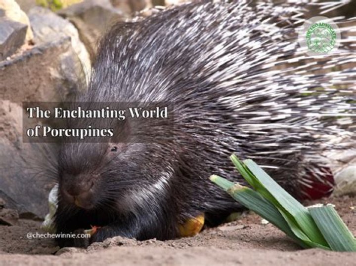 Uncover The Enchanting World Of Phoebe Cates: Images That Captivate